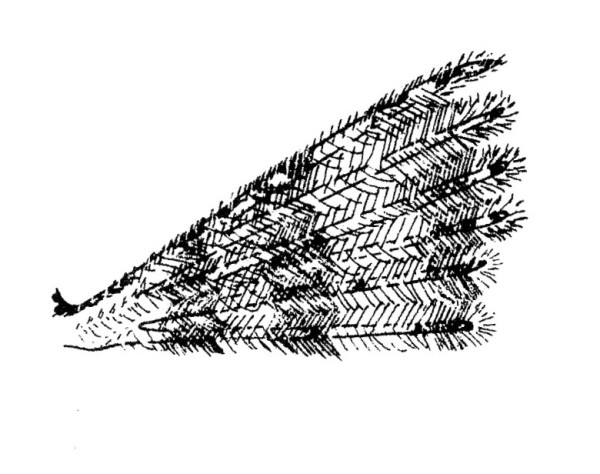 Forewing of Alucita hexadactyla (Alucitidae).